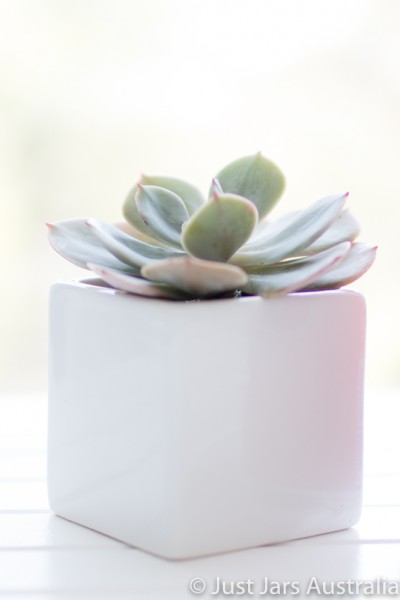 White planter pot (7cm cube)